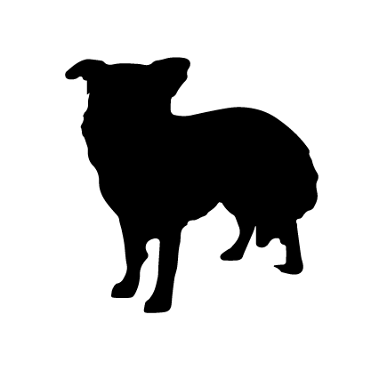 Collie