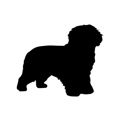 Komondor