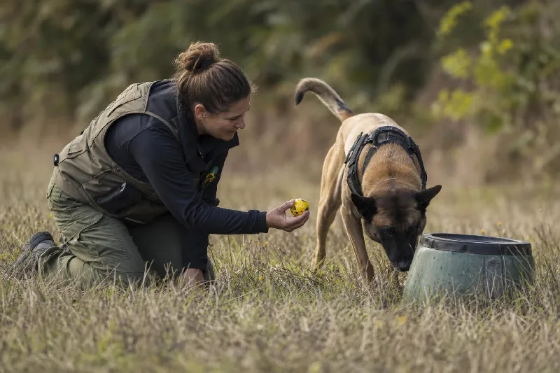 Training Detection Dogs with Reward Systems That Build Reliable Search Performance