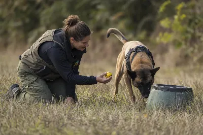 Training Detection Dogs with Reward Systems That Build Reliable Search Performance