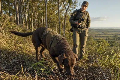 Conservation Detection Dogs Protecting Endangered Wildlife