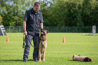 Protection Dog Certifications and Titles