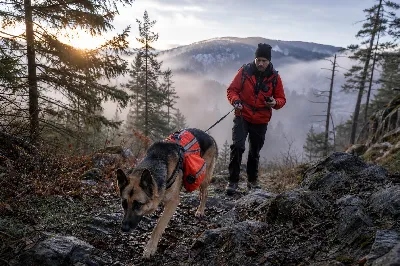 Search and Rescue Dogs