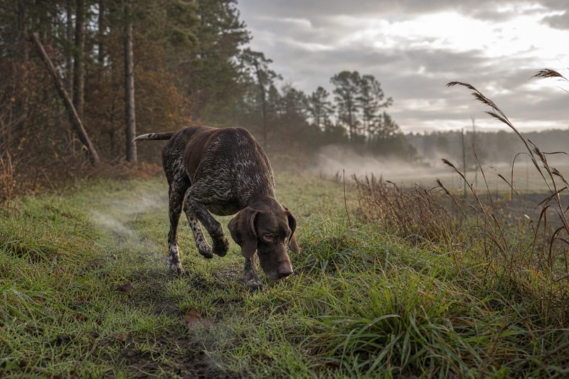 Weather Effects on Scent Trails