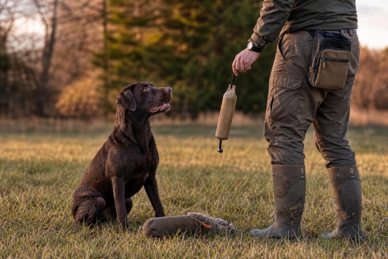 Training Rewards and Toys for Working Dogs That Build Drive, Focus, and Reliability