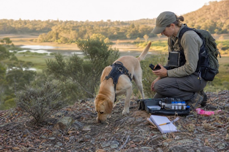 Conservation Detection Dogs in Modern Wildlife Protection