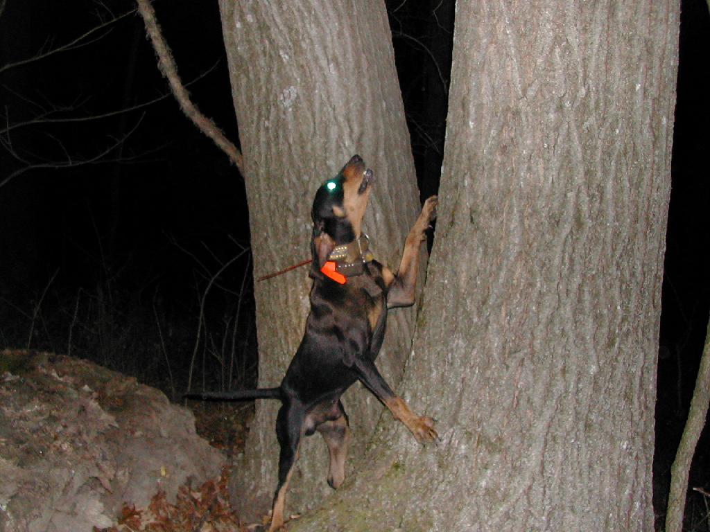 Black and Tan Coonhound