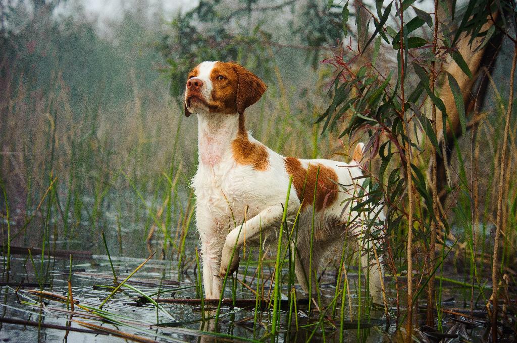 American Brittany