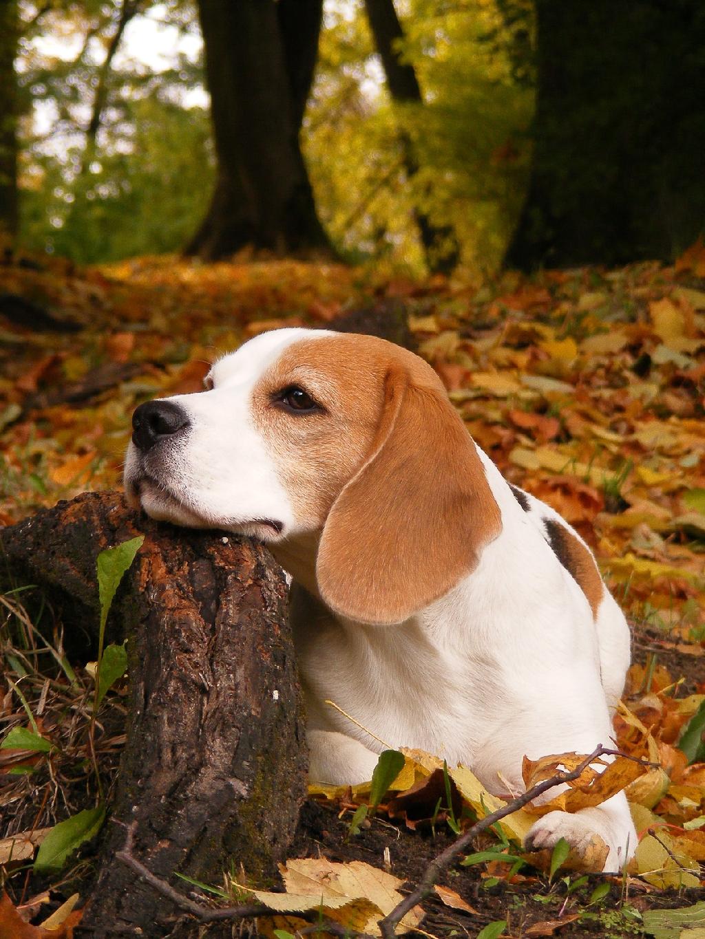 Beagle