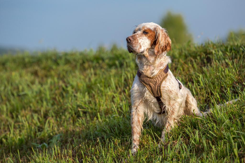 English Setter