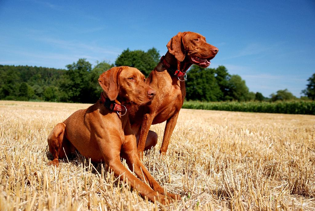 Hungarian Vizsla