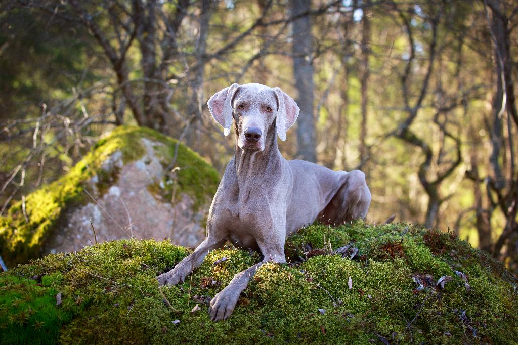 Weimaraner