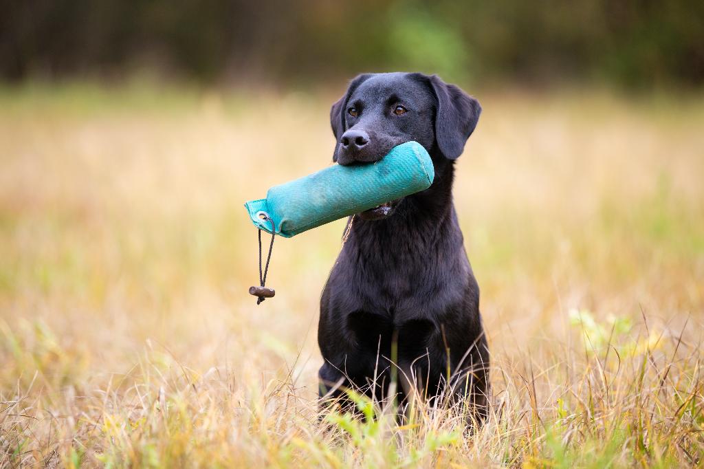 Labrador Retriever