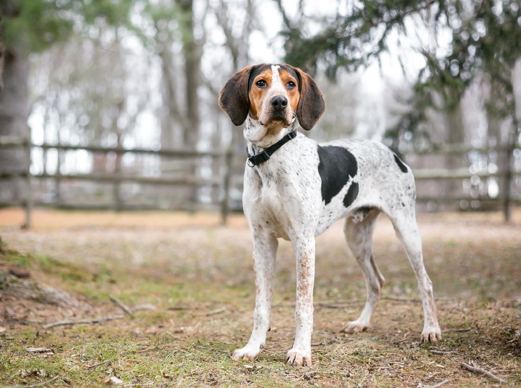Treeing Walker Coonhound