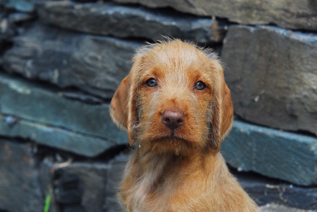 Hungarian Wirehaired Vizsla