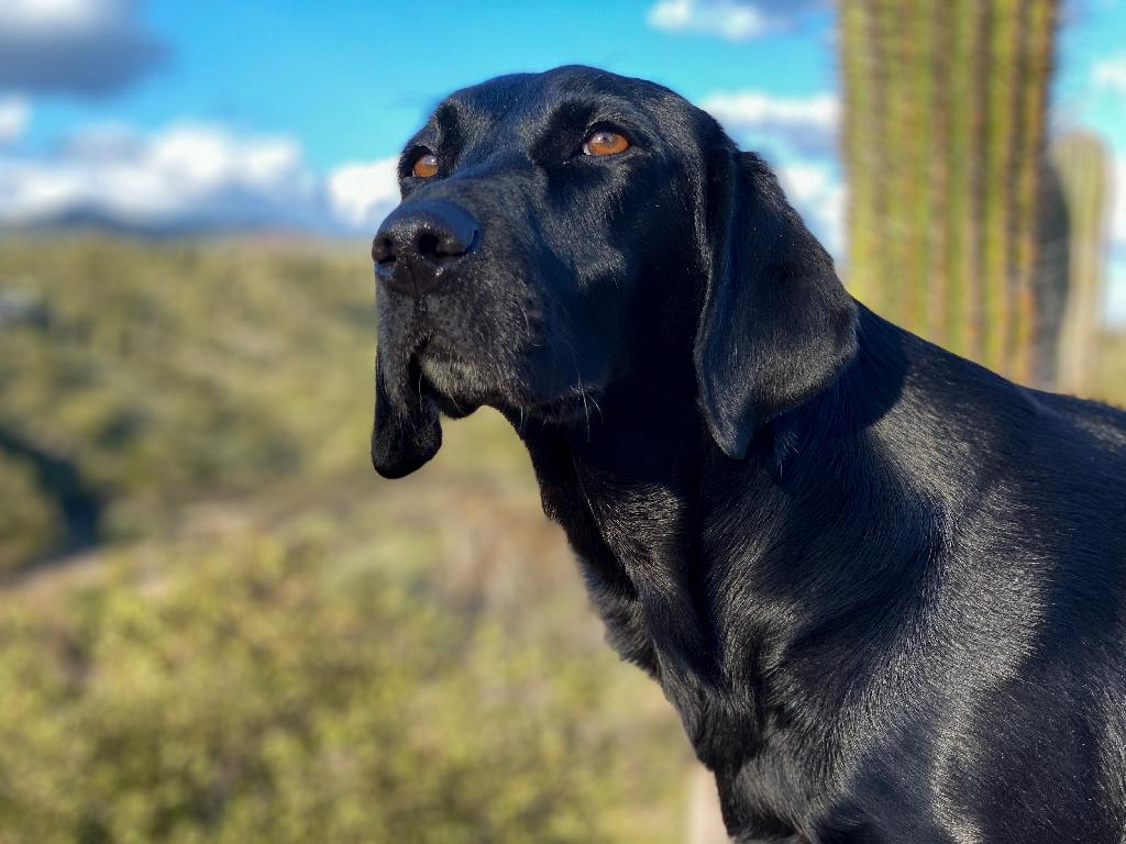 British Labrador Retriever