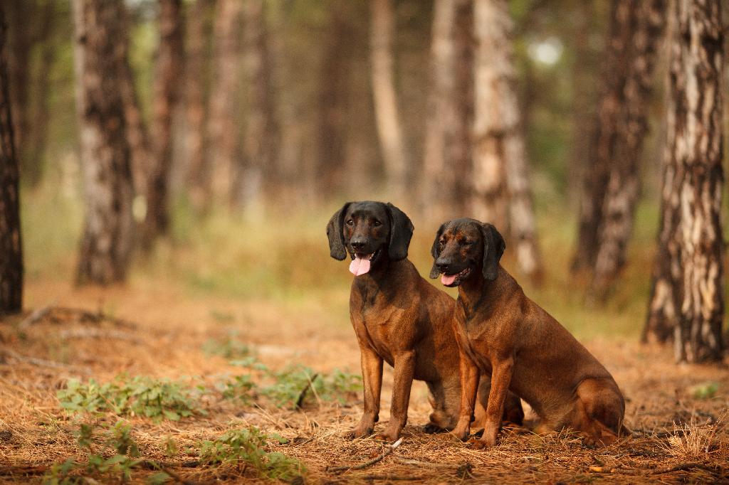 Bavarian Mountain Hound