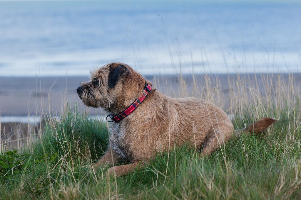 Border Terrier