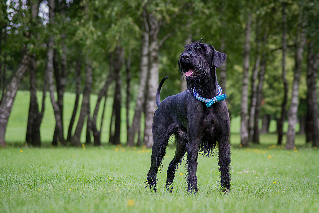 Giant Schnauzer