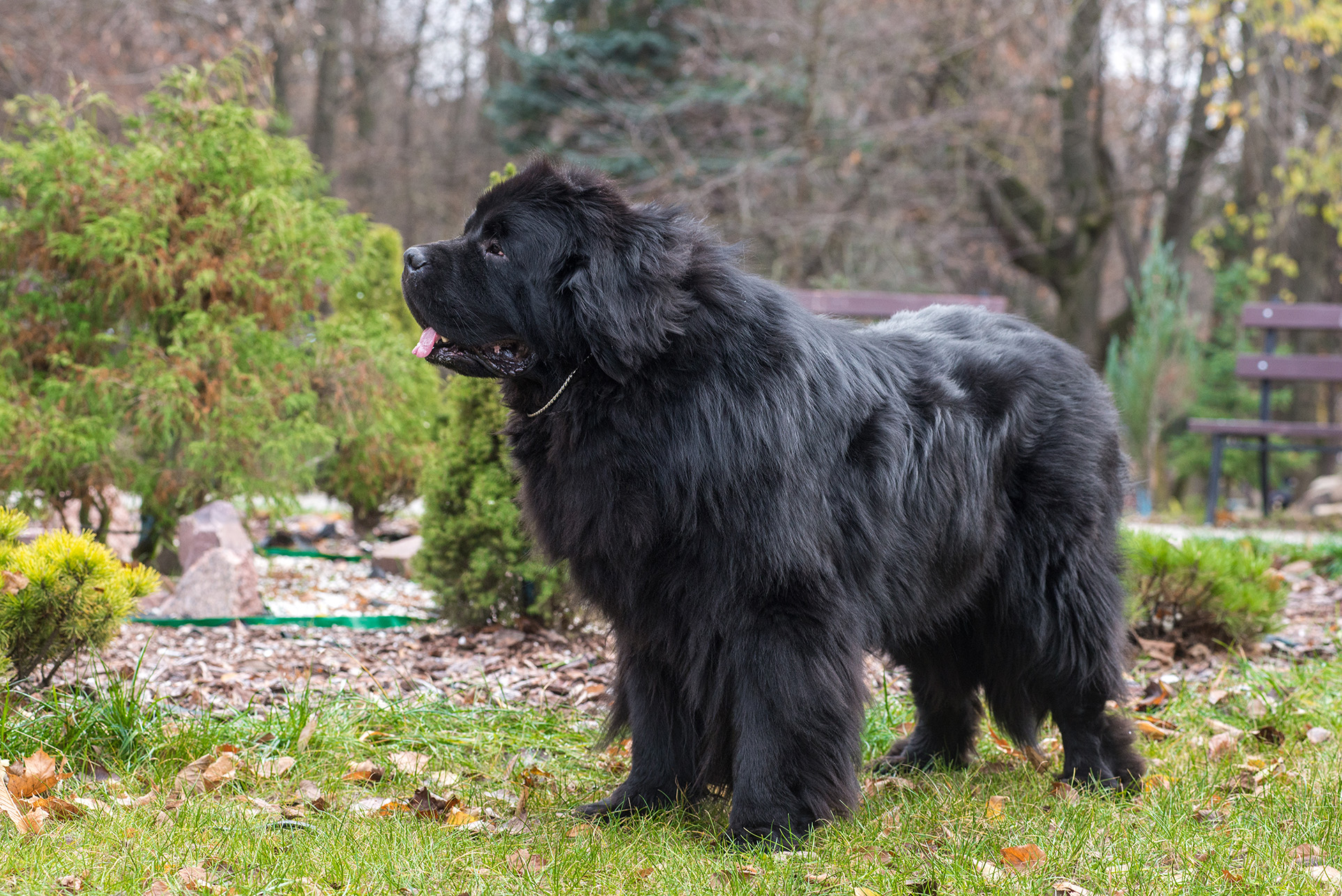 Newfoundland