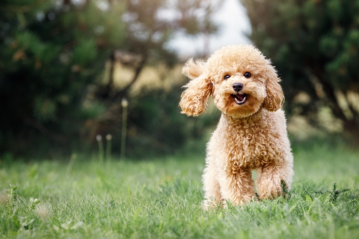Toy Poodle
