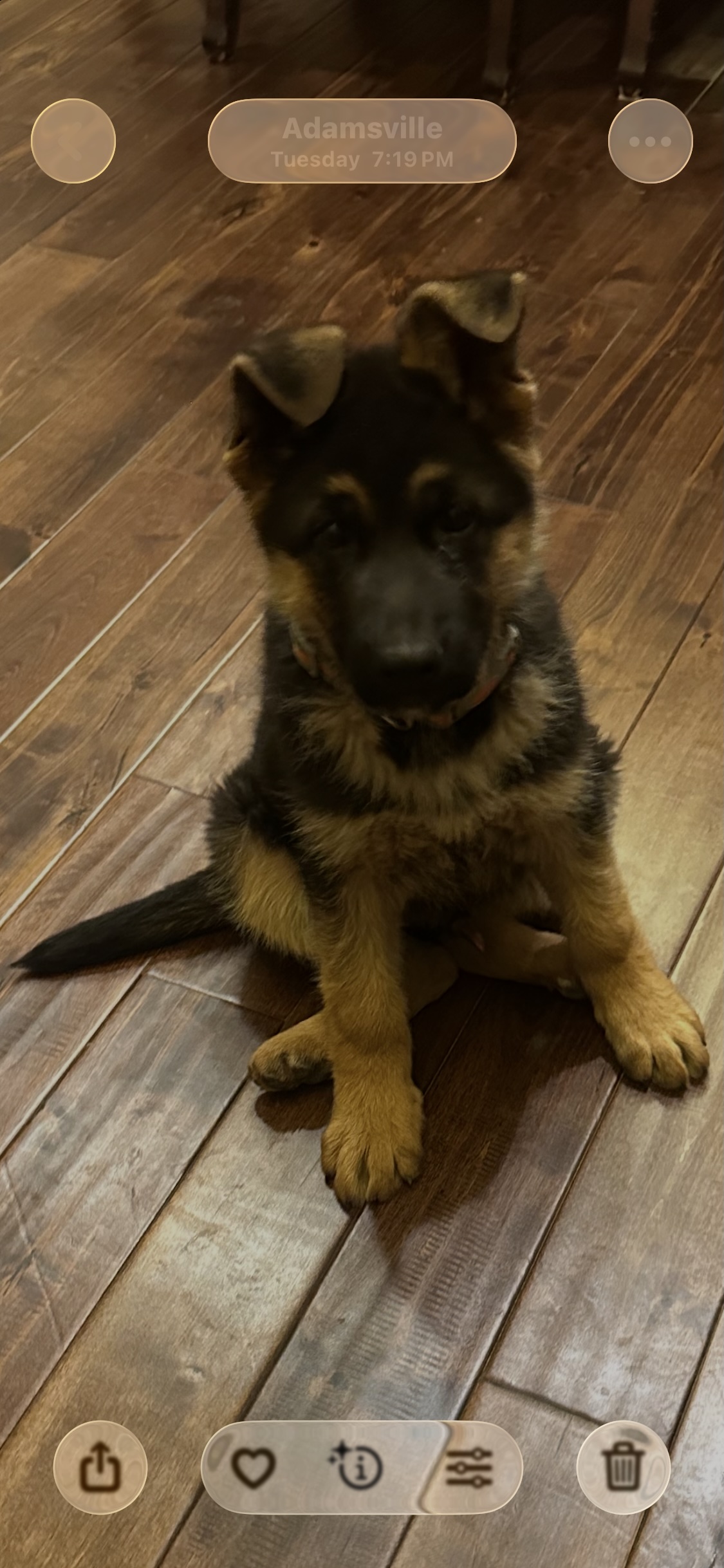 Male German Shepherd Puppy German Shepherd