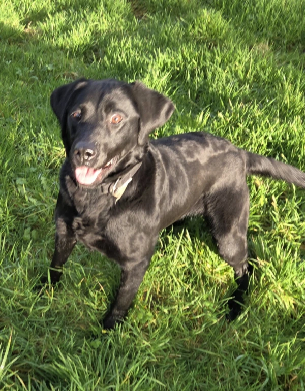 Reg Labrador Retriever